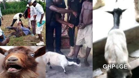 goat porn|Nude hardcore zoophilia scenes with a man fucking a goat.